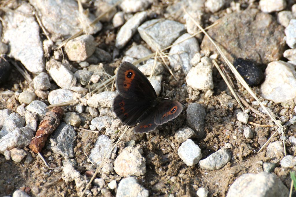 Erebia aethiops? S�